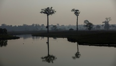 Abholzung im brasilianischen Amazonas-Regenwald am Jahresbeginn deutlich gesunken