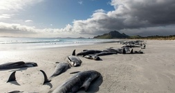 Menschenrechte für Wale: Maori-König fordert Schutz für bedrohte Meeressäuger