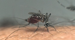 UN-Organisation warnt vor Rekord-Dengue-Saison in Lateinamerika und der Karibik