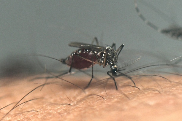 Bild vergrößern: UN-Organisation warnt vor Rekord-Dengue-Saison in Lateinamerika und der Karibik