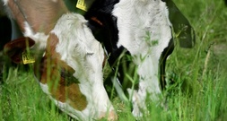 WHO: Vogelgrippe-Viren in hoher Konzentration in Rohmilch infizierter Kühe