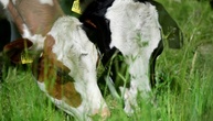WHO: Vogelgrippe-Viren in hoher Konzentration in Rohmilch infizierter Kühe