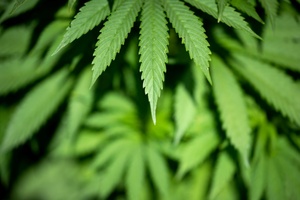 Bericht: Bundesregierung will Cannabisgesetz nachtrglich verschrfen