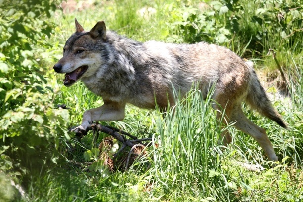 Bild vergrößern: Zahl illegaler Wolfstötungen in Sachsen binnen einem Jahr auf vier verdoppelt