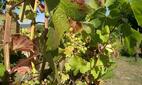 Weinbauverband befrchtet nach Frostnchten Ernteausfall