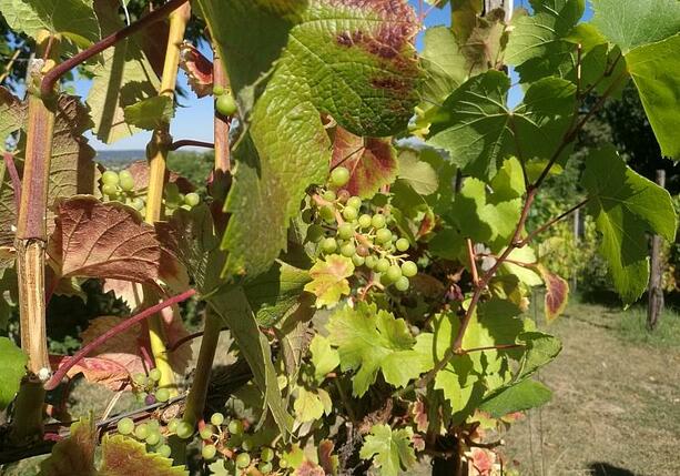 Bild vergrößern: Weinbauverband befürchtet nach Frostnächten Ernteausfall