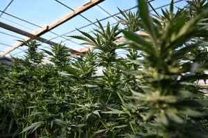 US-Regierung will Cannabis als weniger gefhrliche Droge einstufen