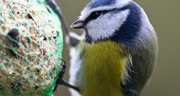 Umweltschützer rufen ab Donnerstag wieder zu Zählung von Gartenvögeln auf
