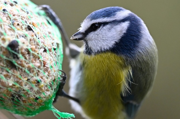Bild vergrößern: Umweltschützer rufen ab Donnerstag wieder zu Zählung von Gartenvögeln auf