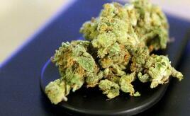 Gaststättenverband NRW: Bei Cannabis überwiegt Zurückhaltung