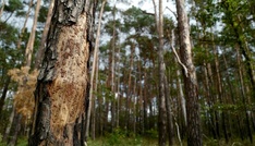 Waldbesitzer und Umweltschützer fordern Ersatz für weggefallene Forschungsmittel