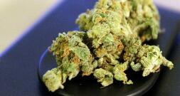 Bundesregierung ebnet Weg für legalen Verkauf von Cannabis