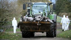 Vogelgrippealarm: Behörden in Brandenburg müssen rund 130.000 Enten und Hühner töten