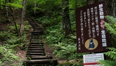 Tödliche Bärenangriffe in Japan: Gouverneur fordert Hilfe der Armee an