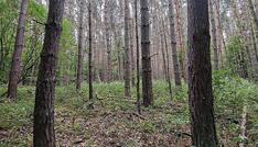 Baumschulfläche sinkt deutlich - rund elf Prozent weniger Betriebe