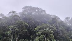 EU einigt sich auf Abschwächung von Entwaldungsrichtlinie