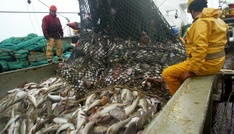 Minister der EU-Staaten einigen sich auf Fischereiquoten für 2026