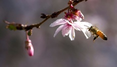 EU-Kommission will bestimmte Pestizide zeitlich unbegrenzt zulassen