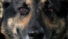 Nordrhein-Westfalen: Polizeihund zieht Einbrecher aus Schrank