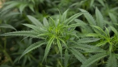 Hessen: Ermittler heben Cannabisplantage mit 1400 Pflanzen aus