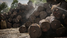 Urteil: Land Hessen muss für Unfall nahe Holzlagerplatz nicht haften