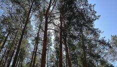 Studie: Agrarproduktion Hauptursache für Waldbrände in Südamerika