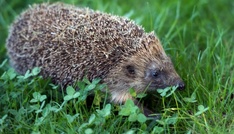 Stacheliger Eindringling: Igel löst Einbruchalarm in Supermarkt in Hessen aus