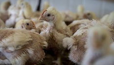 Dänischer Tierschutzminister will sich für Verbot von