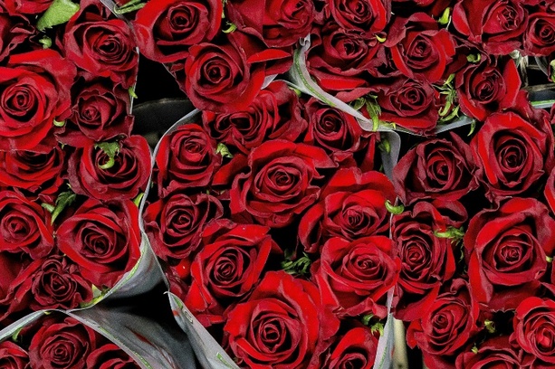 Bild vergrößern: Preise rund um den Valentinstag: Schnittblumen im Februar in der Regel teurer
