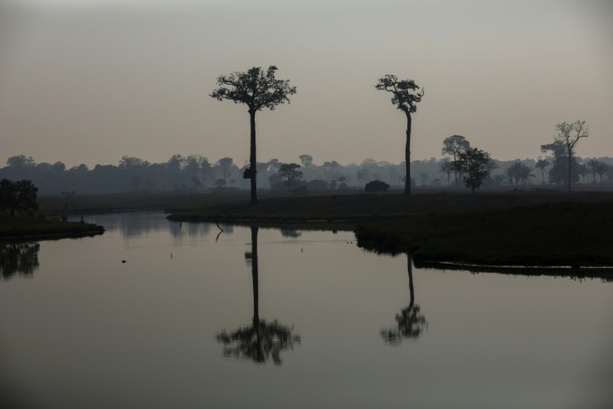 Bild vergrößern: Abholzung im brasilianischen Amazonas-Regenwald am Jahresbeginn deutlich gesunken