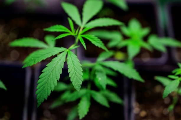Bild vergrößern: Cannabisgesetz unterzeichnet - Teillegalisierung tritt zum 1. April in Kraft