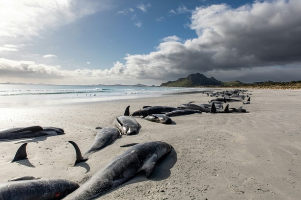 Bild vergrößern: Menschenrechte für Wale: Maori-König fordert Schutz für bedrohte Meeressäuger