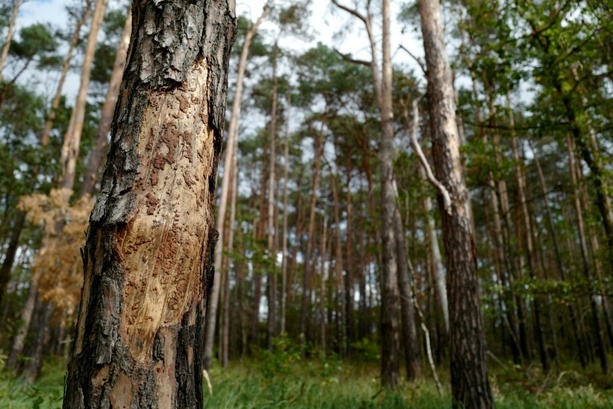 Bild vergrößern: Weniger Schäden im Wald: Holzeinschlag 2023 merklich gesunken
