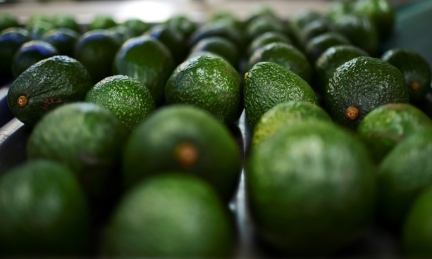 Bild vergrößern: Avocado-Importe haben sich innerhalb von zehn Jahren verfünffacht