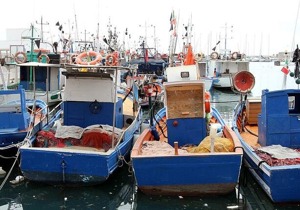 Bild vergrößern: Bundesregierung beschließt umfassendes Aalfangverbot in der Nordsee