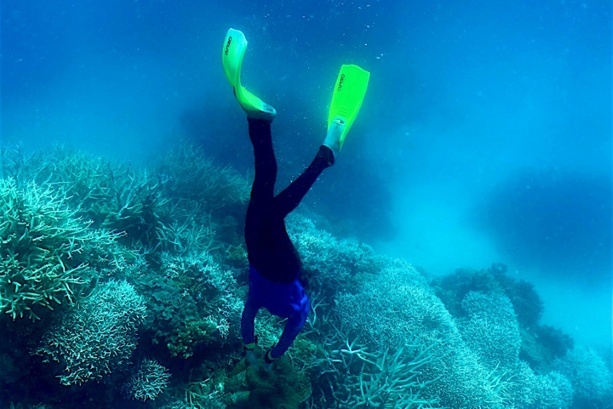 Bild vergrößern: Behörde: Schlimmste jemals beobachtete Korallenbleiche an Australiens Great Barrier Reef