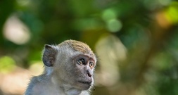 Streit um Versuche mit Affen: Bremer Gericht gibt Eilantrag von Forscher statt