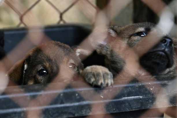 Bild vergrößern: Besitzerin von Gnadenhof darf wegen Tierschutzmängeln nur noch fünf Hunde halten
