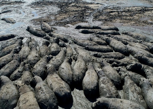 Bild vergrößern: Dürre in Botswana: Nilpferde drohen in ausgetrockneten Flussbetten zu sterben