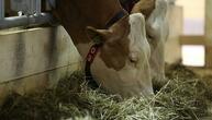 USA: Experten besorgt über Ausbreitung der Vogelgrippe bei Kühen