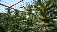 US-Regierung will Cannabis als weniger gefährliche Droge einstufen