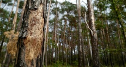 Waldbesitzer und Umweltschützer fordern Ersatz für weggefallene Forschungsmittel