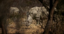 40 Breitmaulnashörner von privater Zuchtfarm in Südafrika ausgewildert