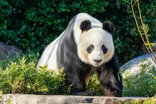 Bild vergrößern: Seit 2009 kein Nachwuchs: China schickt Australien bald neue Pandas