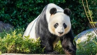 Seit 2009 kein Nachwuchs: China schickt Australien bald neue Pandas