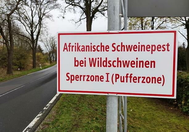 Bild vergrößern: Erster Fall der Afrikanischen Schweinepest in Hessen nachgewiesen