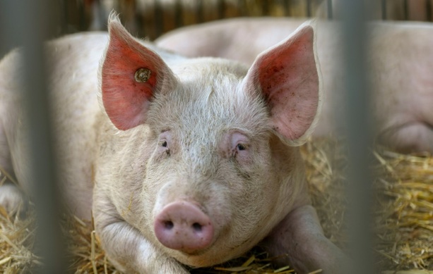 Bild vergrößern: EU-Zolle auf E-Autos: China droht mit Maßnahmen bei Schweineimporten
