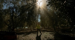 Reaktion auf starken Preisanstieg: Spanien streicht Mehrwertsteuer auf Olivenöl