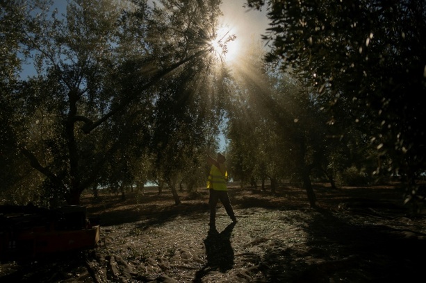 Bild vergrößern: Reaktion auf starken Preisanstieg: Spanien streicht Mehrwertsteuer auf Olivenöl