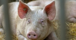 Immer weniger Schweine und Rinder in Deutschland gehalten